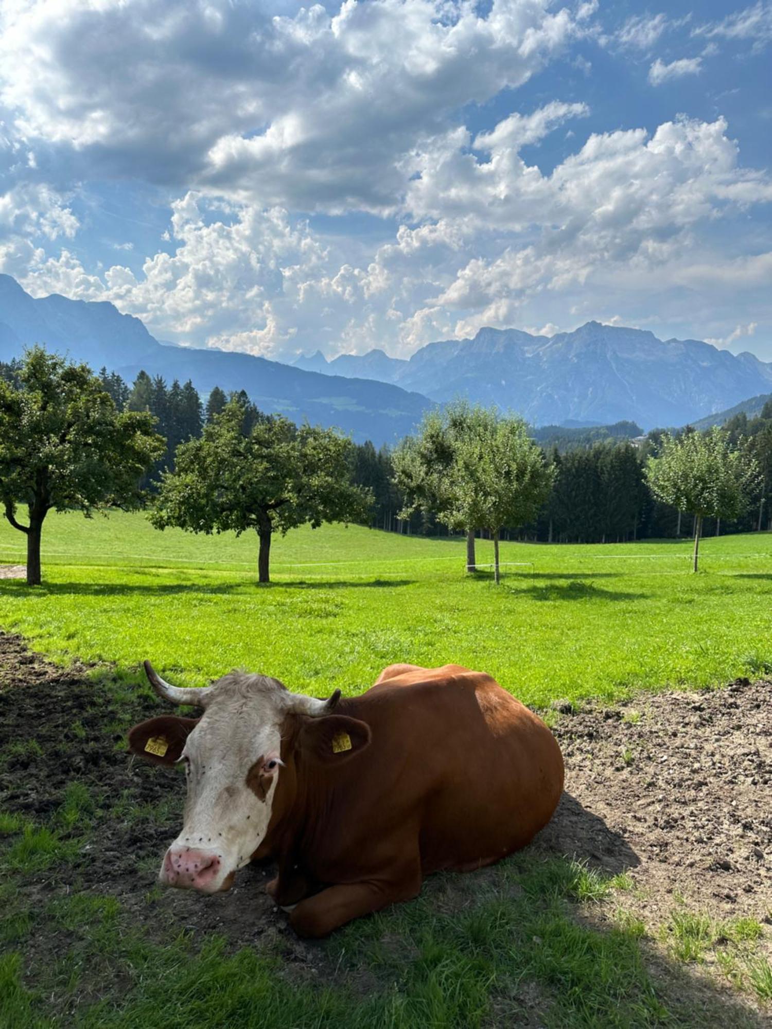 Frische Bergluft Und Laendlicher Charme - Ihr Aktiver Urlaub Am Muehlauhof Mühlbach am Hochkönig Extérieur photo